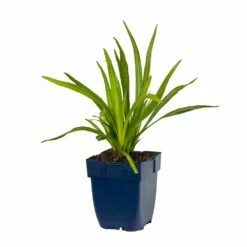 Vogel Verkaufe -Vogel Verkaufe 810390120 liatris spicata studio 1