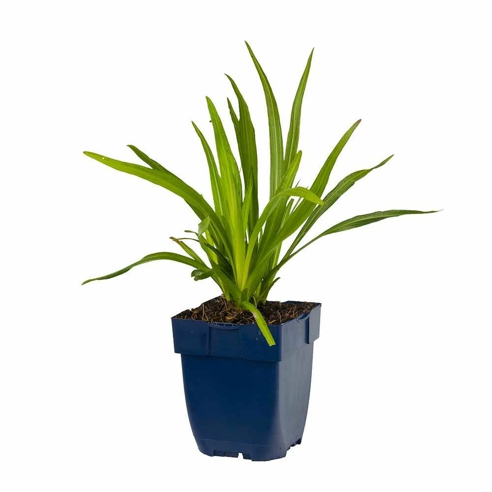 Prachtscharte (Liatris Spicata), 4 Stück 4 Prachtscharte (Liatris Spicata), 4 Stück – Bild 2