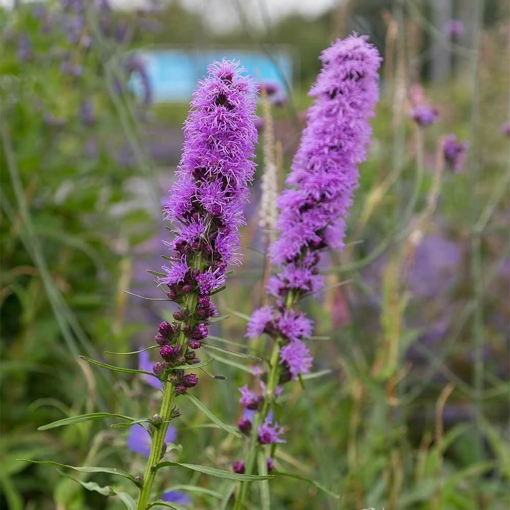 Prachtscharte (Liatris Spicata), 4 Stück 3 Prachtscharte (Liatris Spicata), 4 Stück