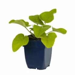 Brandkraut (Phlomis Russeliana), 4 Stück -Vogel Verkaufe 810440120 phlomis russeliana studio 1