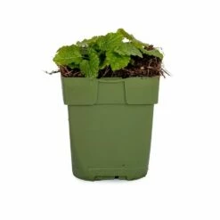 Zitronenmelisse (Melissa Officinalis), 4 Stück 8 Zitronenmelisse (Melissa Officinalis), 4 Stück -Vogel Verkaufe 810540120 dv 0163 1 1