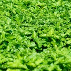 Zitronenmelisse (Melissa Officinalis), 4 Stück