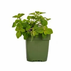 Echter Dost (Origanum Vulgare), 4 Stück 10 Echter Dost (Origanum Vulgare), 4 Stück -Vogel Verkaufe 810590120 dv 0157 1