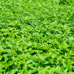 Echter Dost (Origanum Vulgare), 4 Stück 9 Echter Dost (Origanum Vulgare), 4 Stück -Vogel Verkaufe 810590120 origanum vulgare dv 0409 1