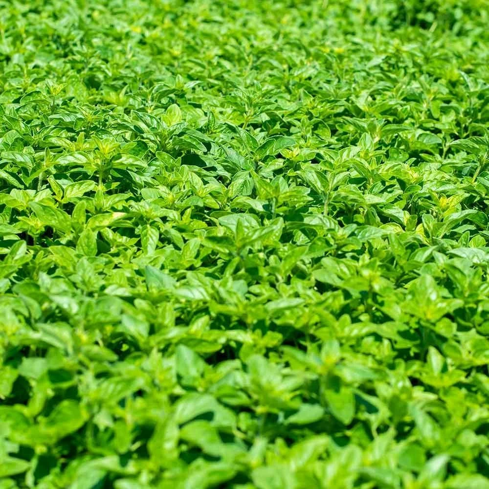 Echter Dost (Origanum Vulgare), 4 Stück 5 Echter Dost (Origanum Vulgare), 4 Stück – Bild 3