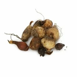 Bio-Blumenzwiebelmix Für Bienen & Schmetterlinge, 25 Stück 6 Bio-Blumenzwiebelmix Für Bienen & Schmetterlinge, 25 Stück -Vogel Verkaufe 821700119 organic bee butterfly bulb mix dv 8885 2