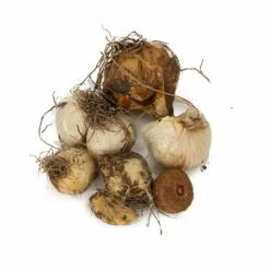 Deluxe Bio-Blumenzwiebelmix Bienen & Schmetterlinge, 25 Stück -Vogel Verkaufe 821720119 organic deluxe bee butterfly bulb mix dv 8864