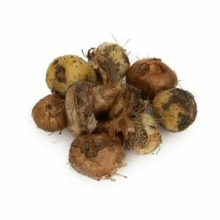 Bio-Blumenzwiebelmix Wilder Garten, 25 Stück -Vogel Verkaufe 821740119 organic wild garden bulb mix dv 8871