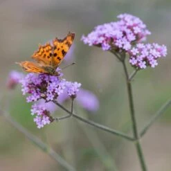 Eisenkraut (Verbena Bonariensis), 8 Stück -Vogel Verkaufe 89016 1 1