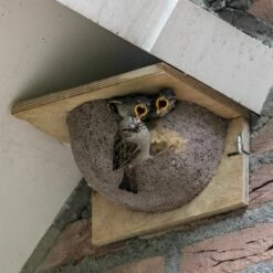 Kunstnistkasten Mehlschwalbe Einzeln (Eingang Rechts) -Vogel Verkaufe 90052 mehlschwalben nistkasten 1