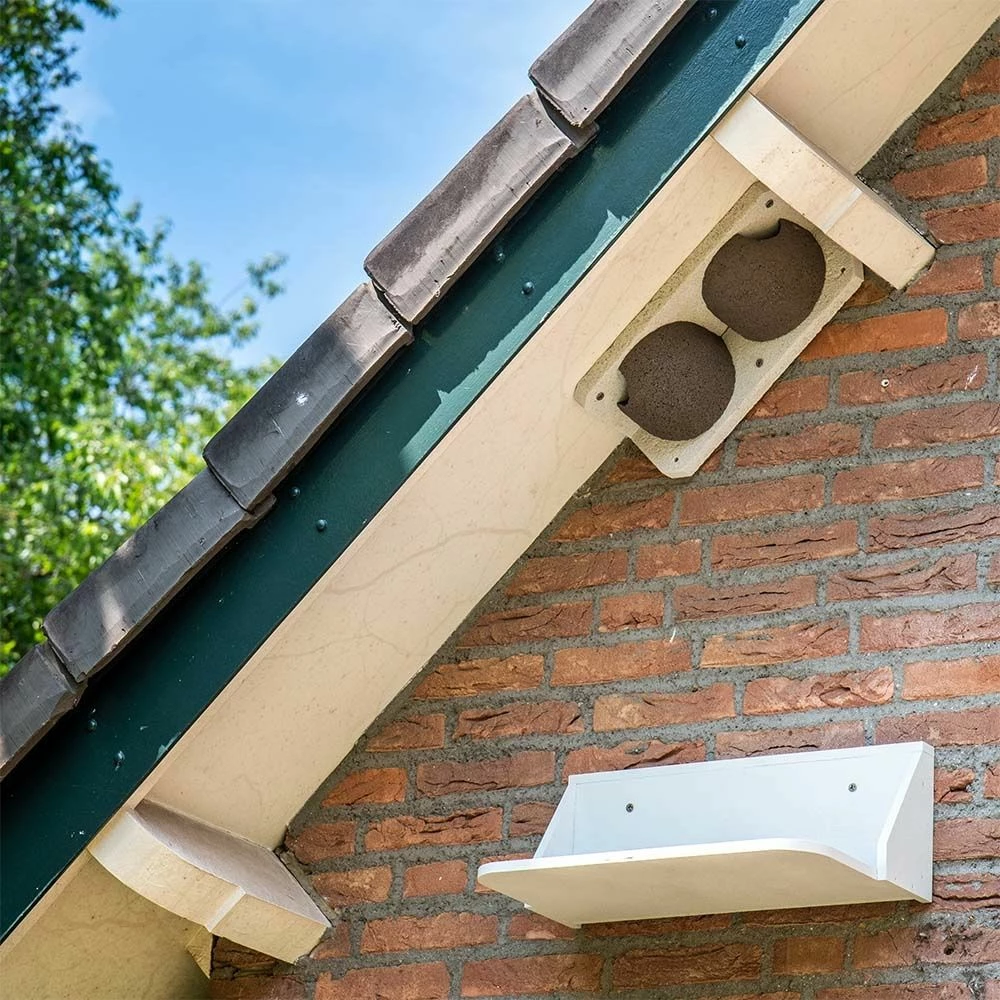 Kotbrett Für Rauchschwalben- Und Mehlschwalbennester 3 Kotbrett Für Rauchschwalben- Und Mehlschwalbennester