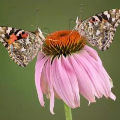 Vogel Verkaufe -Vogel Verkaufe 95288 1 1