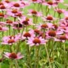 Purpur-Sonnenhut (Echinacea Purpurea), 8 Stück -Vogel Verkaufe 95288 4 1