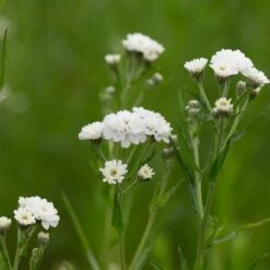 Sumpf-Schafgarbe (Achillea Ptarmica 'The Pearl'), 4 Stück -Vogel Verkaufe 95290 1 2