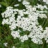 Sumpf-Schafgarbe (Achillea Ptarmica 'The Pearl'), 4 Stück -Vogel Verkaufe 95290 2 1