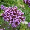 Eisenkraut (Verbena Bonariensis), 8 Stück -Vogel Verkaufe 95370 2 1