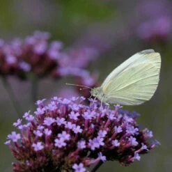 Eisenkraut (Verbena Bonariensis), 8 Stück -Vogel Verkaufe 95370 1 1