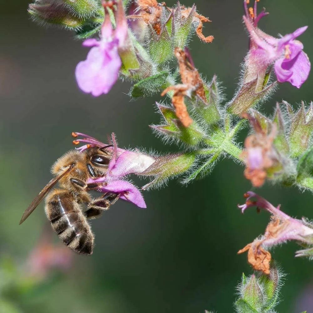 Echter Dost (Origanum Vulgare), 4 Stück 4 Echter Dost (Origanum Vulgare), 4 Stück – Bild 2
