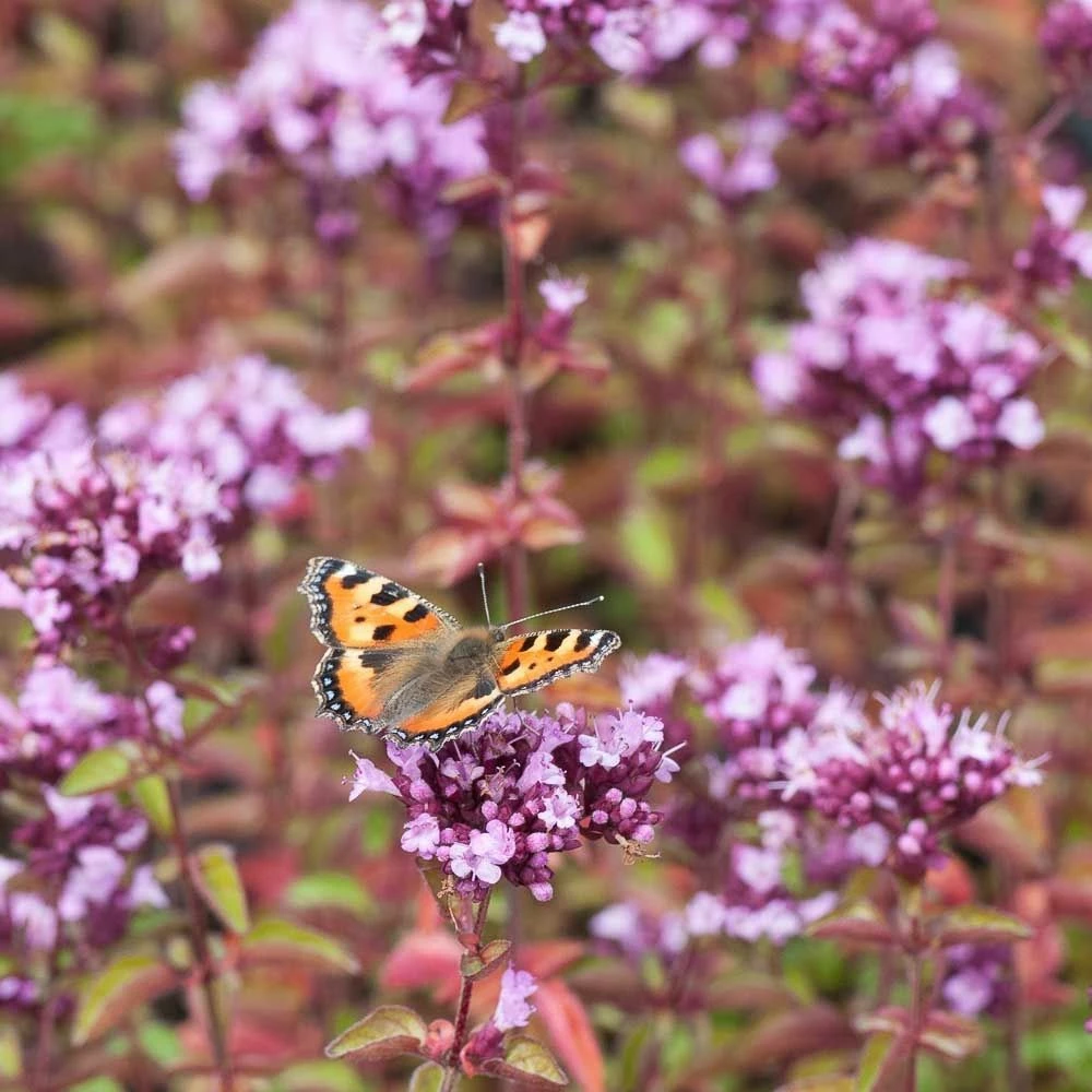 Echter Dost (Origanum Vulgare), 4 Stück 3 Echter Dost (Origanum Vulgare), 4 Stück