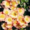 Rose Bijenweelde® Apricot, Im Topf -Vogel Verkaufe bijenweelde r apricot 80154