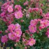Rose Bijenweelde® Rosa, Im Topf -Vogel Verkaufe bijenweelde r rosa 80157