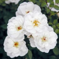 Rose Bijenweelde® Weiß, Im Topf