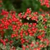 Zwergmispel (Cotoneaster Dammeri), 8 Stück -Vogel Verkaufe dwergmispel 95212 2 2