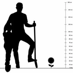 Aroma-Thymian (Thymus Vulgaris 'Faustini'), 4 Stück -Vogel Verkaufe silhouette 30cm 2 1 1